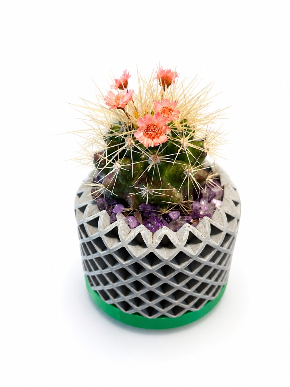 Small Blooming Pin cushion Cactus with Pink Flowers